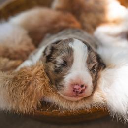 Uno - White and blue merle male Border Collie puppy in Fresno, California from Alpine Tails
