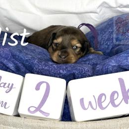 Dachshund Puppies from Shannon Dolly’s Dachshunds