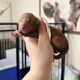 Sarafina - White Band Girl - Red  female Poodle puppy in Plainfield, New Jersey from Caris Paws Poodles and Labradoodles