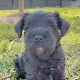 Miniature Schnauzer Puppies from Miniature Schnauzer Paradise llc