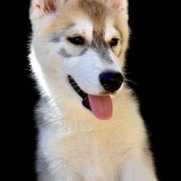 Tracy - Gray and white female Siberian Husky puppy in Madera, Wyoming from Anastasia Siberians