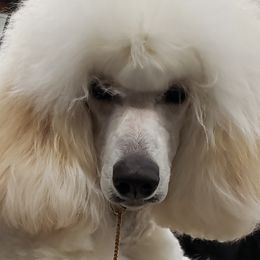Holly - Poodle