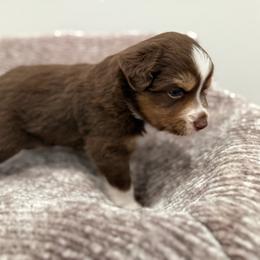 Dahlia - Red tri female Miniature Australian Shepherd puppy in Pinnacle, North Carolina from Higher Elevations Mini Aussies