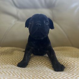 French Bulldog Puppies from Ayala’s