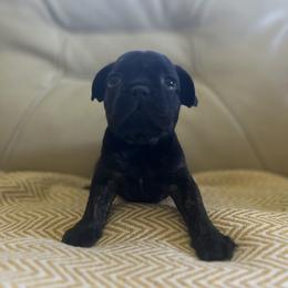 French Bulldog Puppies from Ayala’s
