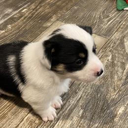 American Corgi and Pembroke Welsh Corgi Puppies from Wild West Corgis