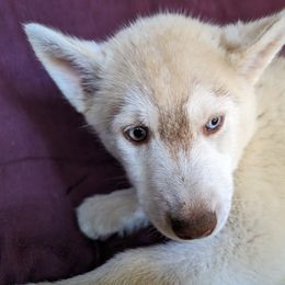 AKC Purple - Red and white Siberian Husky puppy in Antrim, New Hampshire from Hampshire Huskies