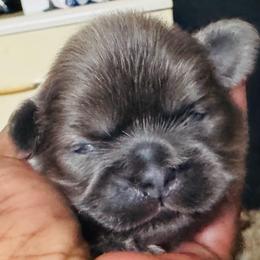 Shitz Tzu - Sable male Shih Tzu puppy in Merrillville, Indiana from Gibbs Gorgeous Paws LLC