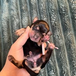 Female 1 (purple collar) - Black and cream female Dachshund puppy in Modesto, California from Once Upon a Mini Dachshund