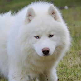 Tora - Siberian Husky