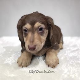 Maximus - Chocolate and cream male Dachshund puppy in Oklahoma City, Oklahoma from OkieDoxieland Dachshunds