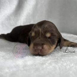Louie - Chocolate and cream male Dachshund puppy in Gray, Louisiana from EB's Cajun Lil' Doxies