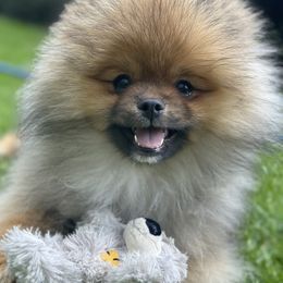 Pomeranian Puppies from Glitzypoms