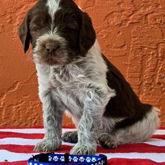 Leonberger and Spinone Italiano Puppies from Starfire Leonbergers and Spinone Italiano