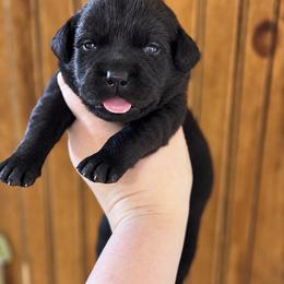 Liberty - Black female Labrador Retriever puppy in Tomahawk, Wisconsin from Mahner Labs