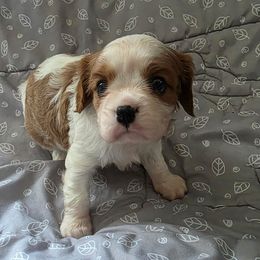 Ellie - Blenheim female Cavalier King Charles Spaniel puppy in Pennsylvania from Julie's Cavalier King Charles Spaniels