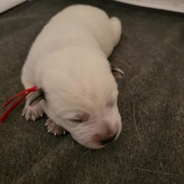 Red Collar - Pippin - Blue male Australian Cattle Dog puppy in Riverton, Utah from Rundown Ranch Cattle Dogs
