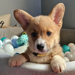 Laurel - Red female Pembroke Welsh Corgi puppy in Kiowa, Colorado from Cool Water Corgis LLC