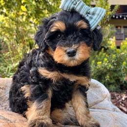 RuffNutt - female Australian Mountain Doodle puppy in Wellsville, Utah from Stay Golden Doodles