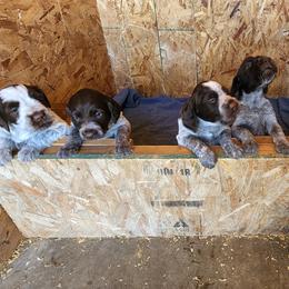 Wirehaired Pointing Griffon Puppies from Idaho Wirehaired Pointing Griffons