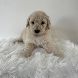 Frosty - Cream male Goldendoodle puppy in Fairmount, Georgia from Muscadine Meadows Farm