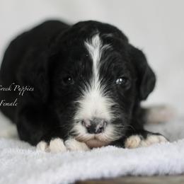 Clara - Black and white female Sheepadoodle puppy in Lowry City, Missouri from Cooper Creek Puppies