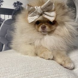 Pomeranian Puppies from Strawberry Pom Poms