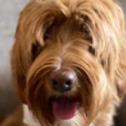 Mara - Australian Labradoodle