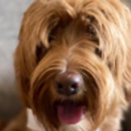 Mara - Australian Labradoodle