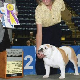 Bulldog All Grown Up from Toadhall Bulldogs