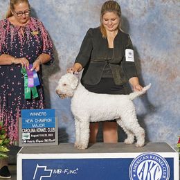 Puddles - Lagotto Romagnolo