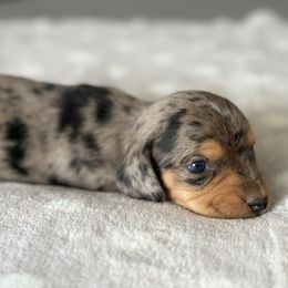 Dachshund Puppies from Silver Dach Farms