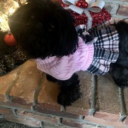 Gigi - Shih Tzu