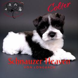 Colter AKC (blue collar) - Parti male Miniature Schnauzer puppy in Pelzer, South Carolina from Schnauzer Heaven Von Longbach