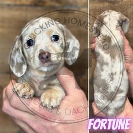 Fortune - Fawn (isabella) and cream female Dachshund puppy in Fond Du Lac, Wisconsin from Clucking Homestead Springers & Dachshunds