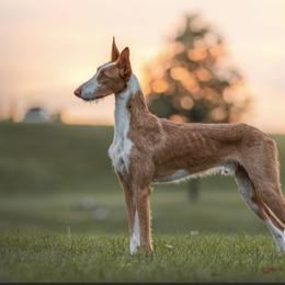Sire - Ibizan Hound