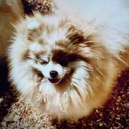 Max - Pomeranian