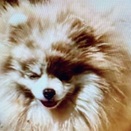 Max - Pomeranian