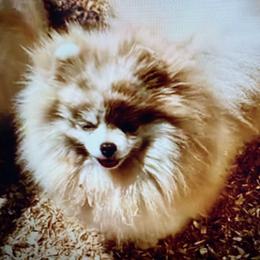 Max - Pomeranian