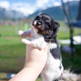 Bud - Black and tan parti male Pomeranian puppy in Saint Ignatius, Montana from Pomeranians Montana