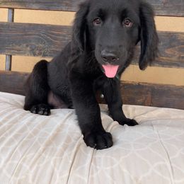 Assorted Doodle Crosses Puppies from Golden Mountain Doodles