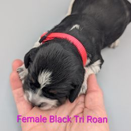 Pink collar female - Tri-Roan female English Springer Spaniel puppy in Vista, California from Karen Freitas