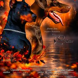 Doberman Pinscher puppies from Snell's Superior Kennel Dobermann & GSP