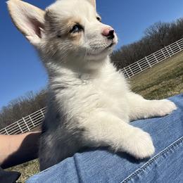 Belle - White and black female Pembroke Welsh Corgi puppy in Rolla, Missouri from Chapman Corgis