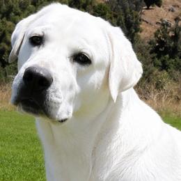 Snow - Labrador Retriever