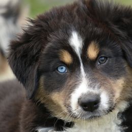 Australian Shepherd, Miniature American Shepherd, Miniature Australian Shepherd, and Toy Australian Shepherd Puppies from Painted Blue Aussies