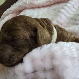 White Collar - Red  female Poodle puppy in Vass, North Carolina from Dakliff Standard Poodles