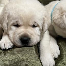 Yellow male Black Collar - Yellow male Labrador Retriever puppy in Beaverdam, Virginia from Gold Heart Labradors