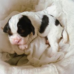 Francois - Tri-color male Cavalier King Charles Spaniel puppy in Tucson, Arizona from Unicorn Tears and Cavaliers