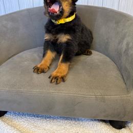 Yellow girl - Black and mahogany female Rottweiler puppy in Reno, California from VHF